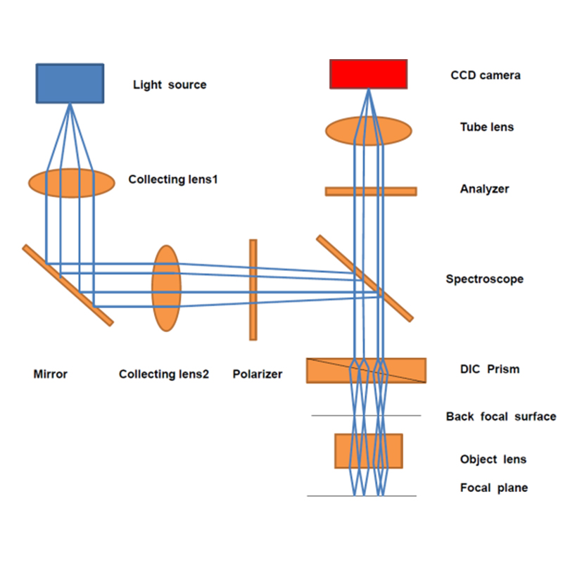 A schematic diagram illustrating the optical path of Differential Interference Contrast (DIC) microscopy. The light from the source passes through the polarizer, DIC prism, and objective lens, creating a sheared wavefront. After reflecting off the sample, the beam passes through the analyzer to produce high-contrast, pseudo-3D interference images.